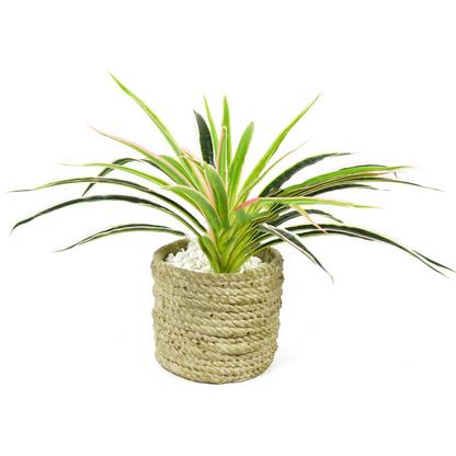 Artificial Grass Plant - Decorative Plant for Home and Office