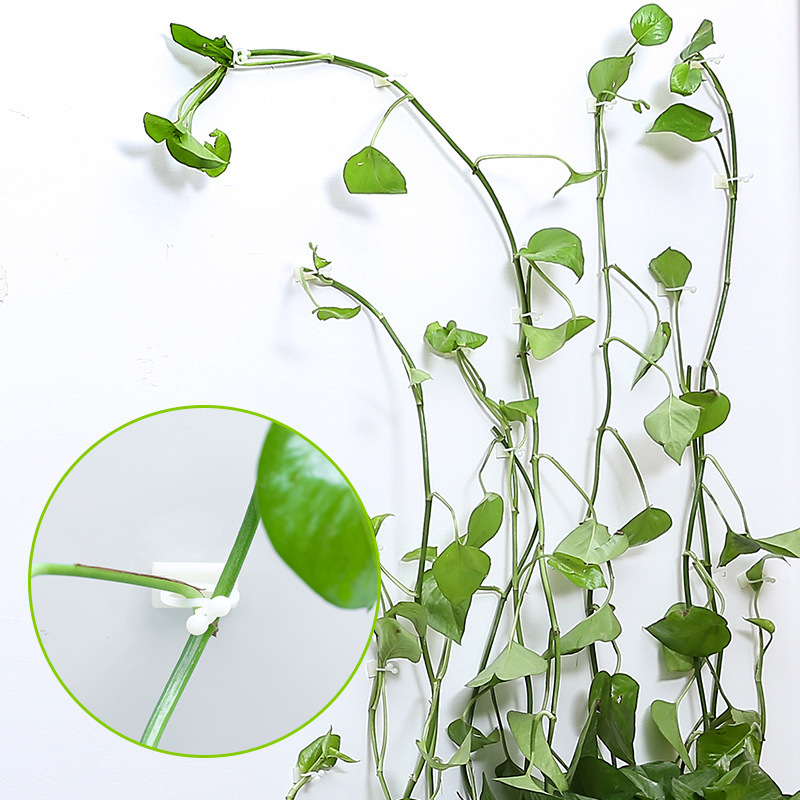 Climbing Wall Fastening Clips - Practical Plant Holders for Wall Decoration