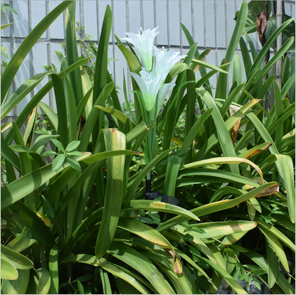 Lily - Shaped Solar Led Flower Lights - Colour - Changing Garden Lights With Rod For Outdoor Areas