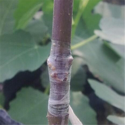 Grafting Tape for Plants - Self - Adhesive Grafting Tape for Pruning and Grafting