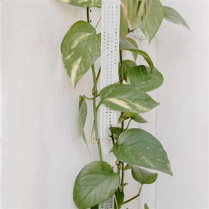 Pillars for Climbing Plants and Green Plants - Support Pillars for Vertical Plant Cultivation