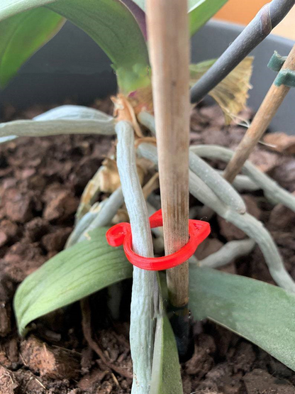 Cat - Shaped Plant Clip - Cute Plant Support for Garden and Houseplants