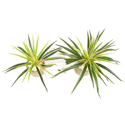 Artificial Grass Plant - Decorative Plant for Home and Office