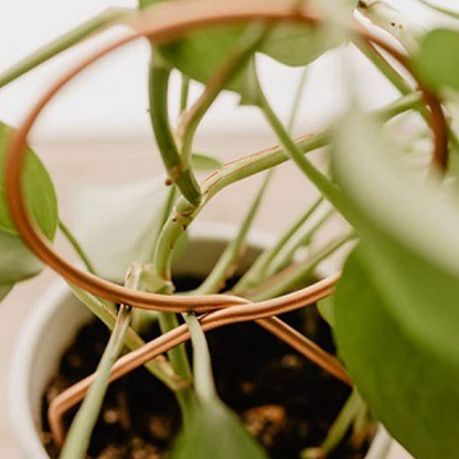 Metal Plant Support for Climbing Plants in Various Shapes