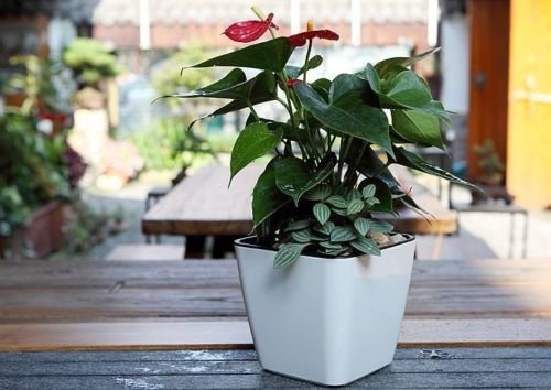 Flower Pot with Irrigation System - Self - Watering Plant Pot for Indoor and Outdoor Use