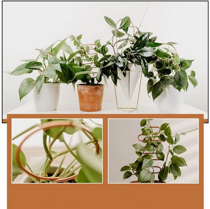 Metal Plant Support for Climbing Plants in Various Shapes