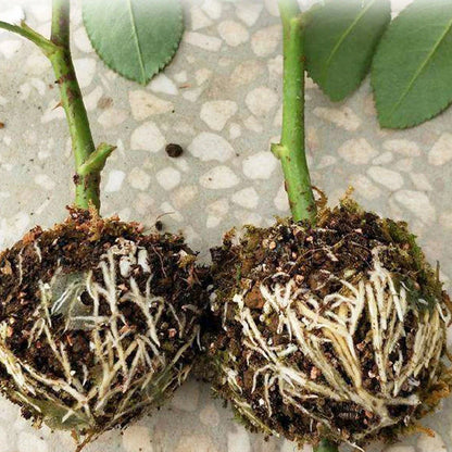 Plant Protection Balls for Roots - Protective Caps for Safe Transplanting and Growth