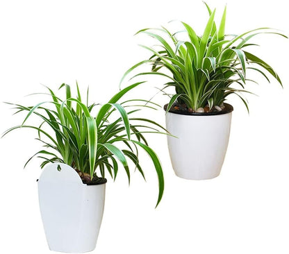 Self - Watering Hanging Plant Pot - Modern Flower Pot for Wall Mounting