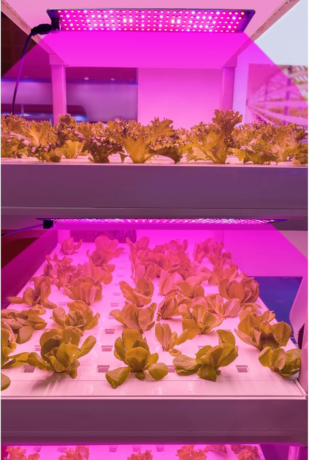 Led Quantum Plant Light Panel For Growth And Colour Promotion - With Adjustable Light Mode