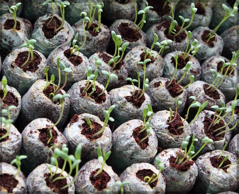 Coconut Fibre Peat Growing Pellets - Starter for Seed Planting