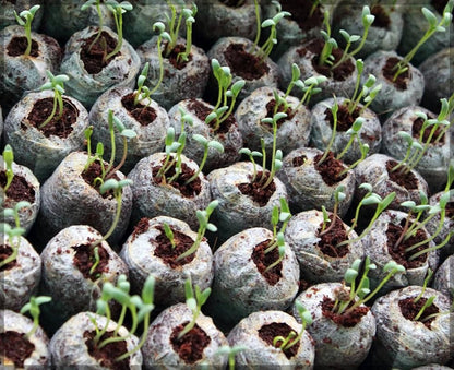 Coconut Fibre Peat Growing Pellets - Starter for Seed Planting