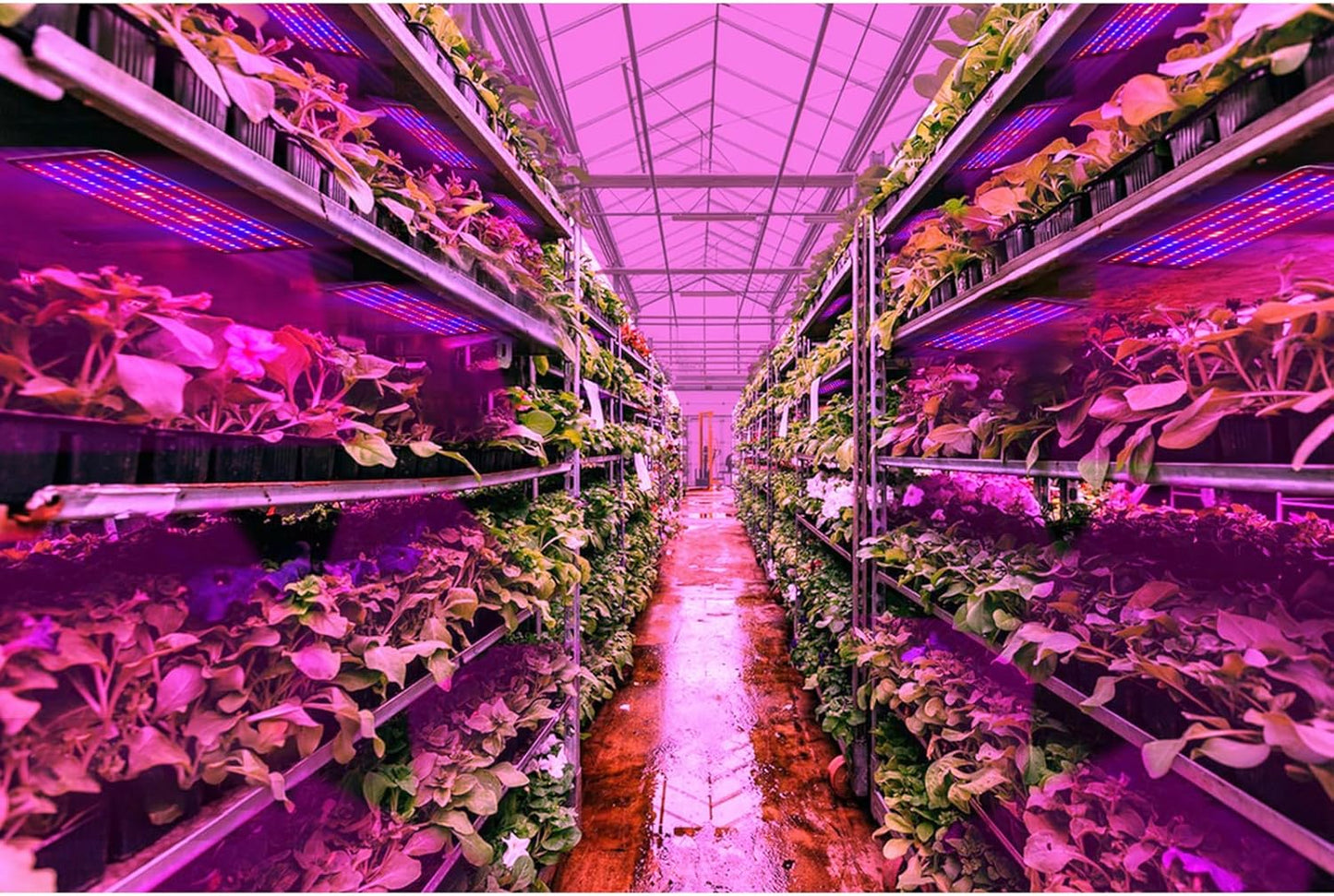 Led Quantum Plant Light Panel For Growth And Colour Promotion - With Adjustable Light Mode