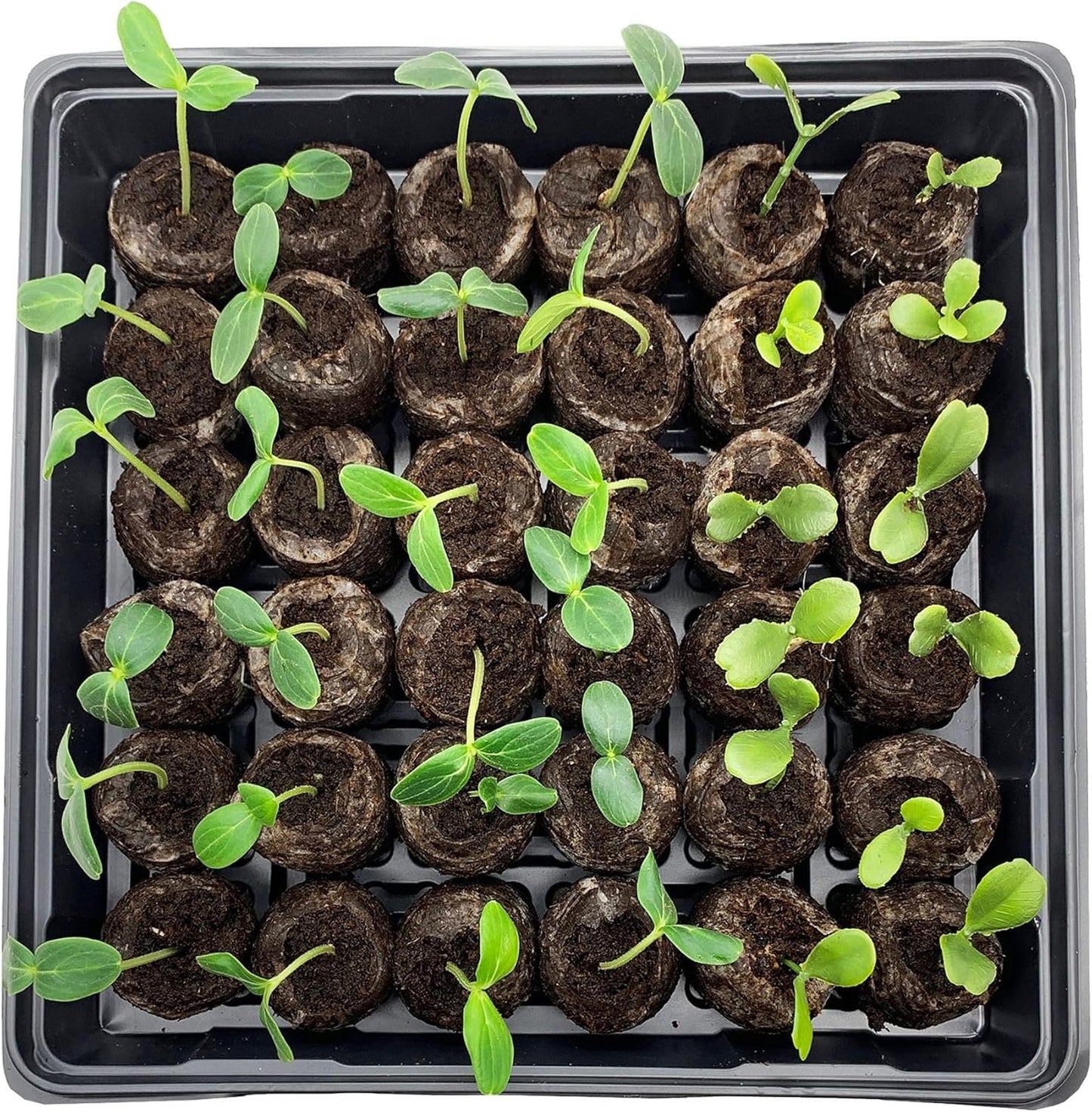 Coconut Fibre Peat Growing Pellets - Starter for Seed Planting