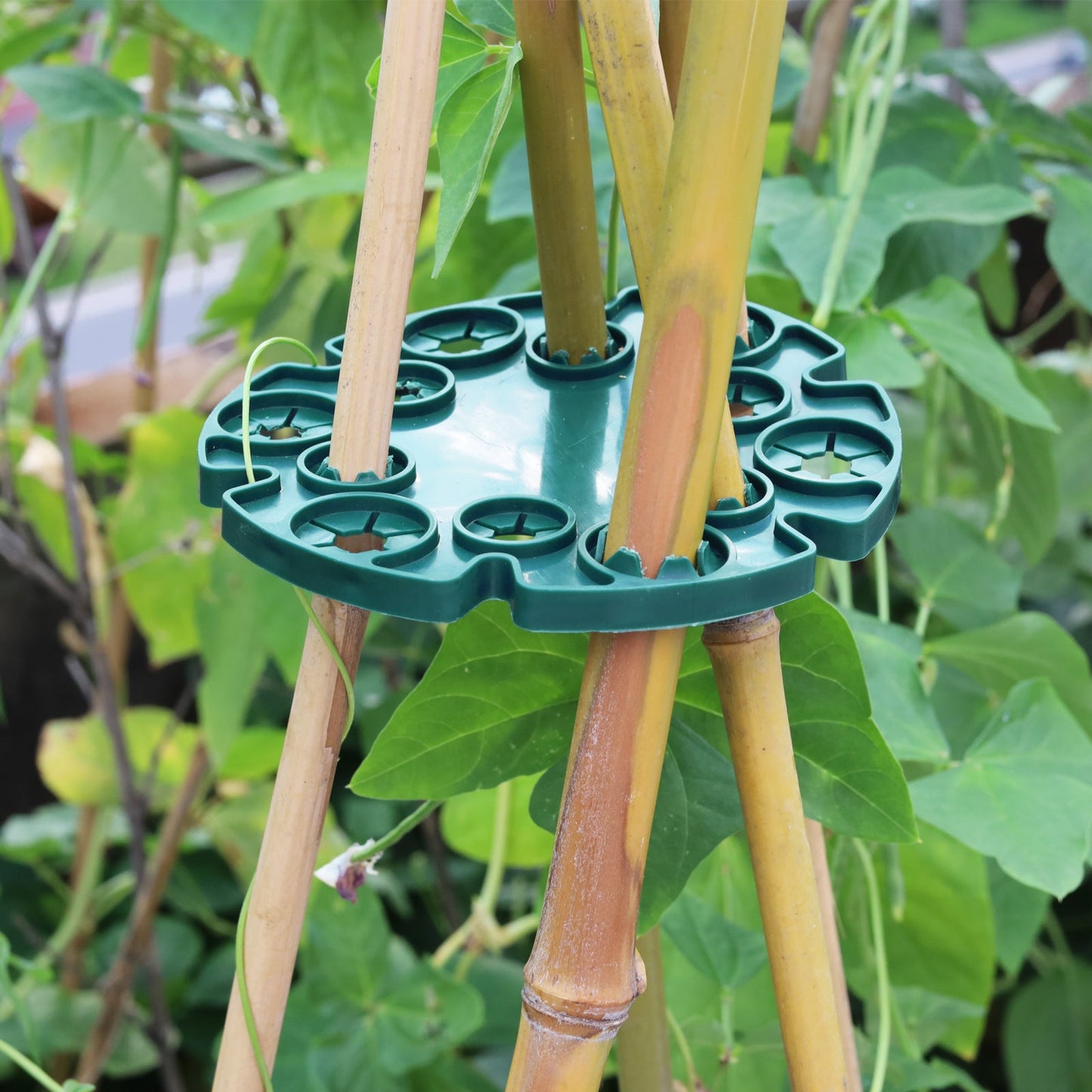 Plant Support Ring for Bamboo Poles - Stable Climbing Support for Tomatoes and Climbing Plants