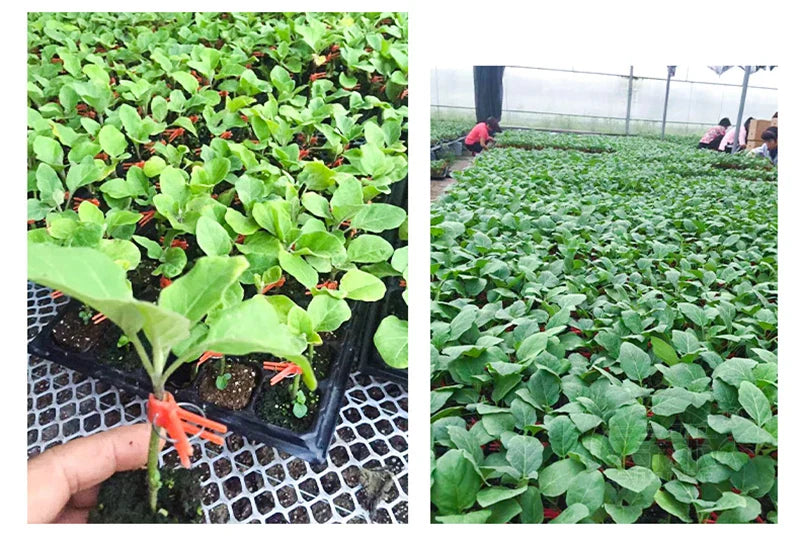 Plastic Grafting Clips for Garden Plants - Ideal for Vegetables and Plant Care