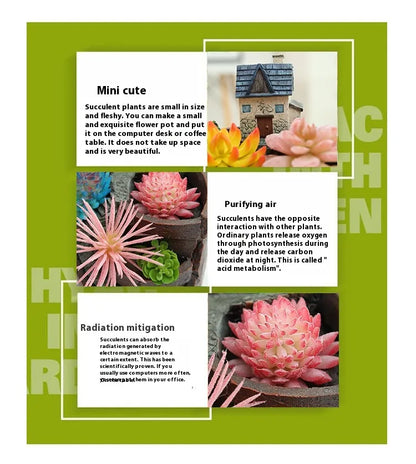 Succulent Decorative Flower Pot for Mini Garden - Bonsai Plant Pot for Micro Landscape and Garden